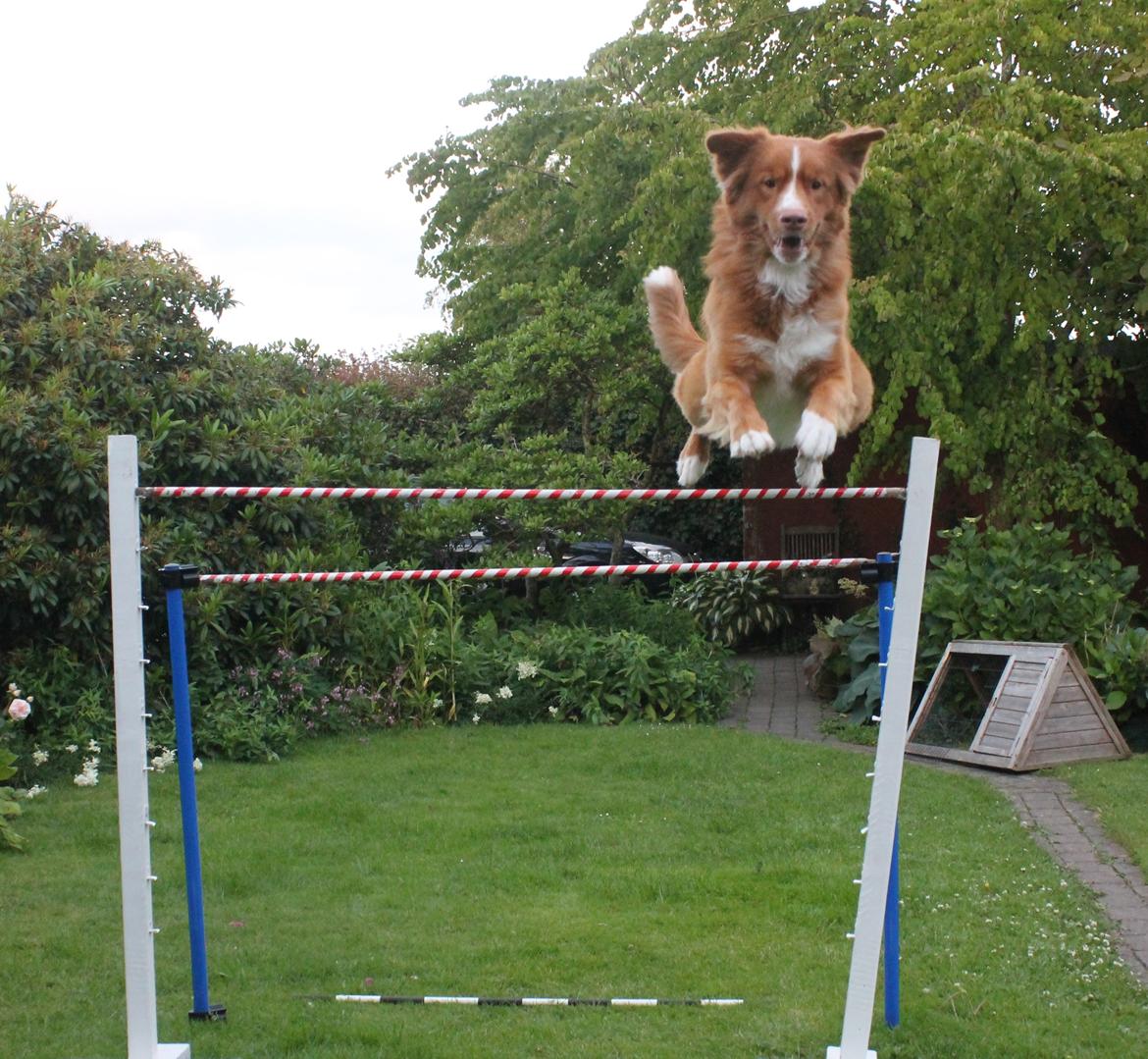 Nova scotia duck tolling retriever Shaggy Toller´s Foxy Aslan billede 16