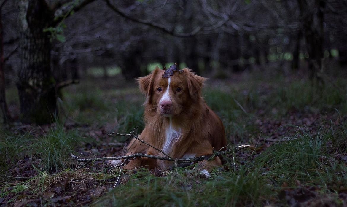 Nova scotia duck tolling retriever Shaggy Toller´s Foxy Aslan billede 17