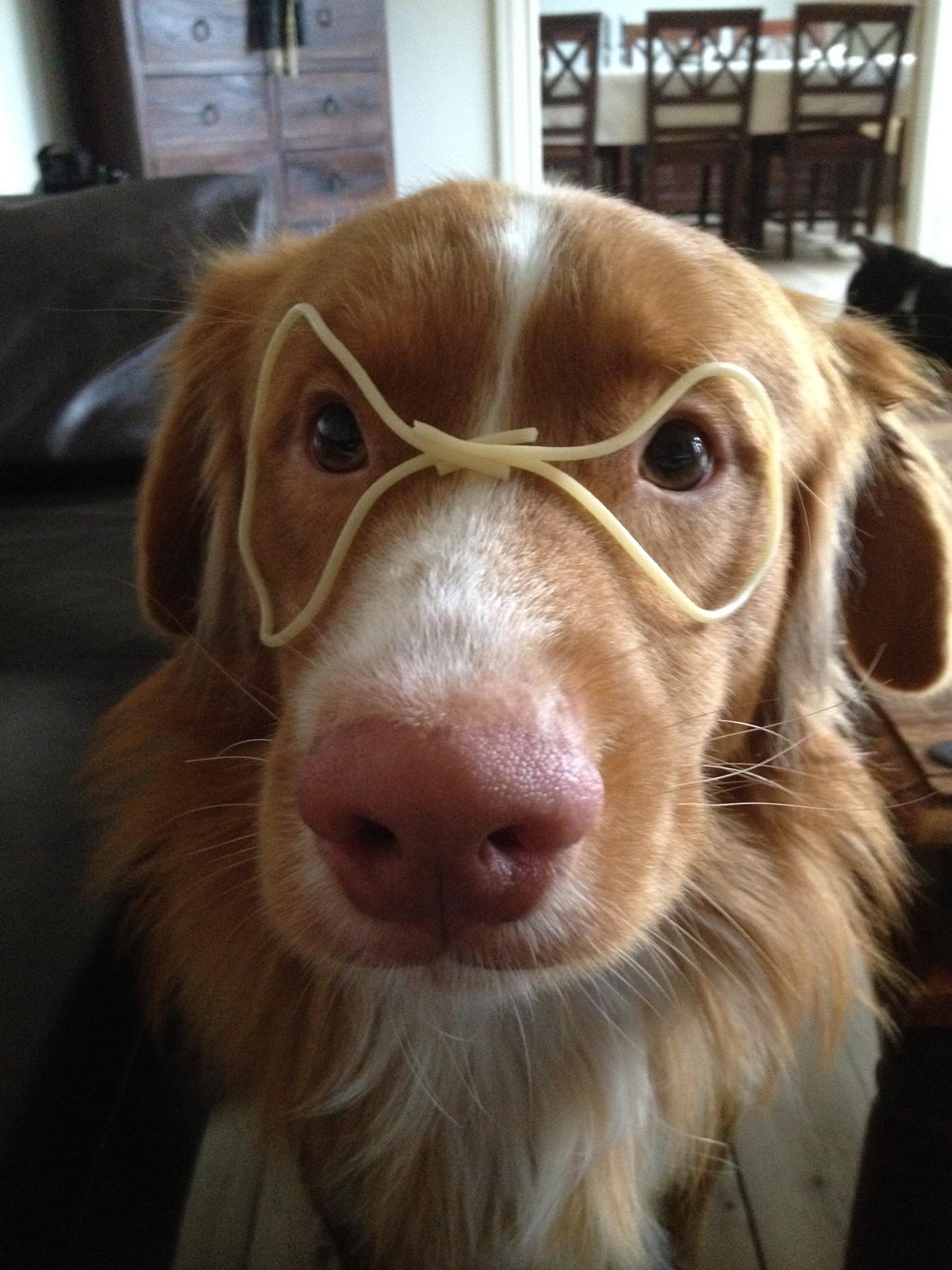 Nova scotia duck tolling retriever Shaggy Toller´s Foxy Aslan billede 13
