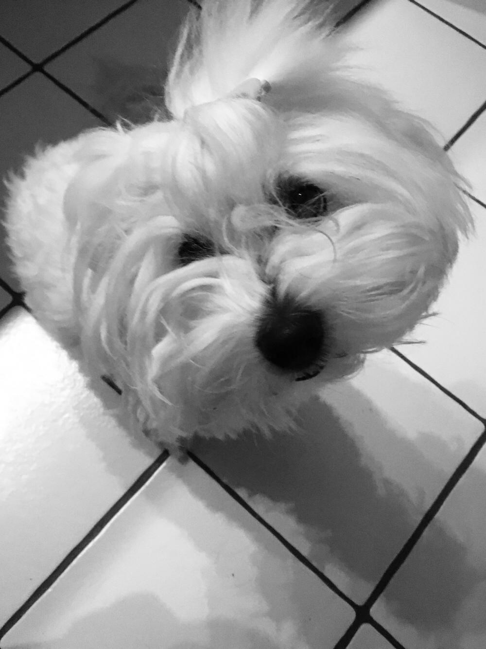Coton de tulear Molly billede 1