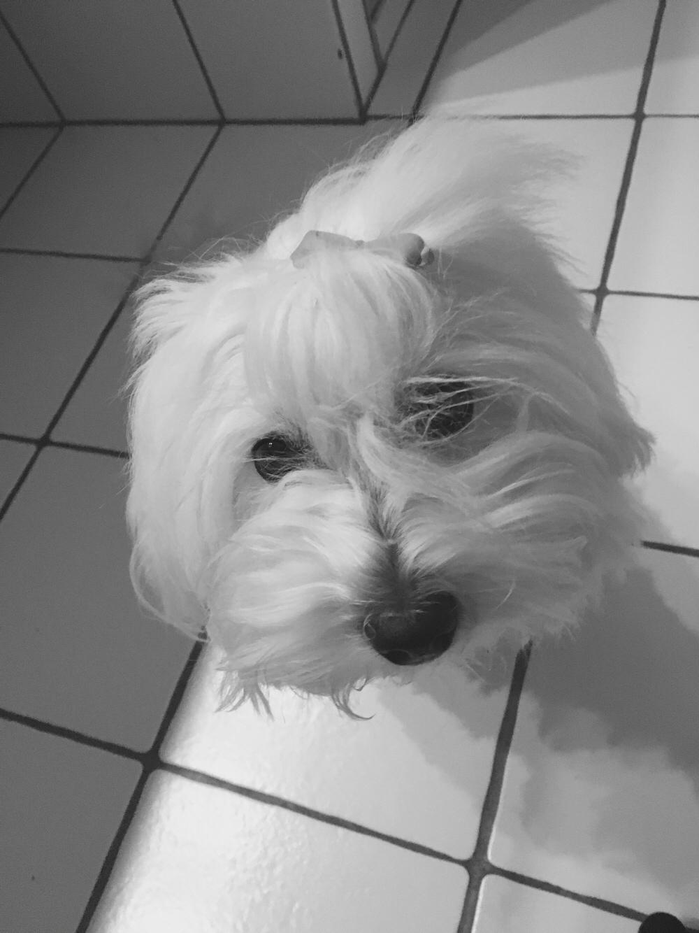 Coton de tulear Molly billede 2