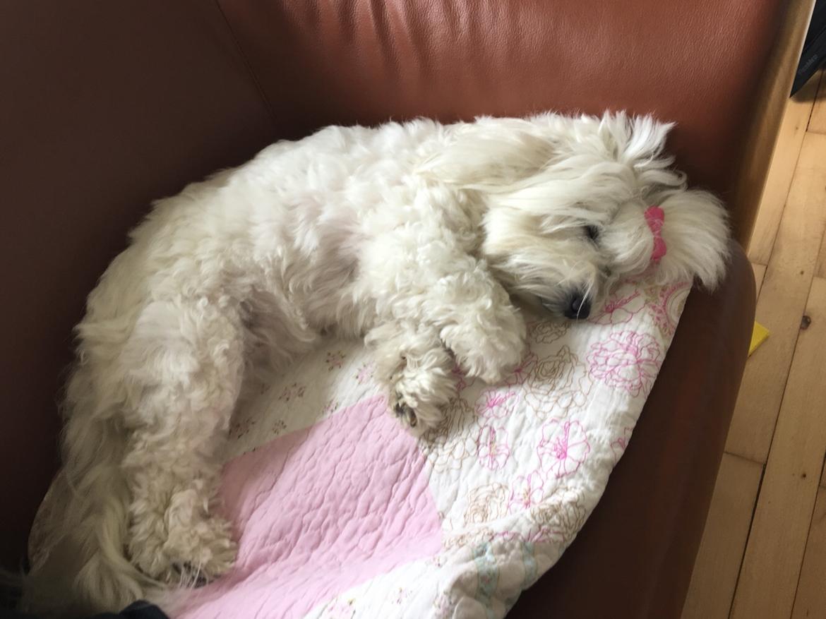 Coton de tulear Molly billede 3
