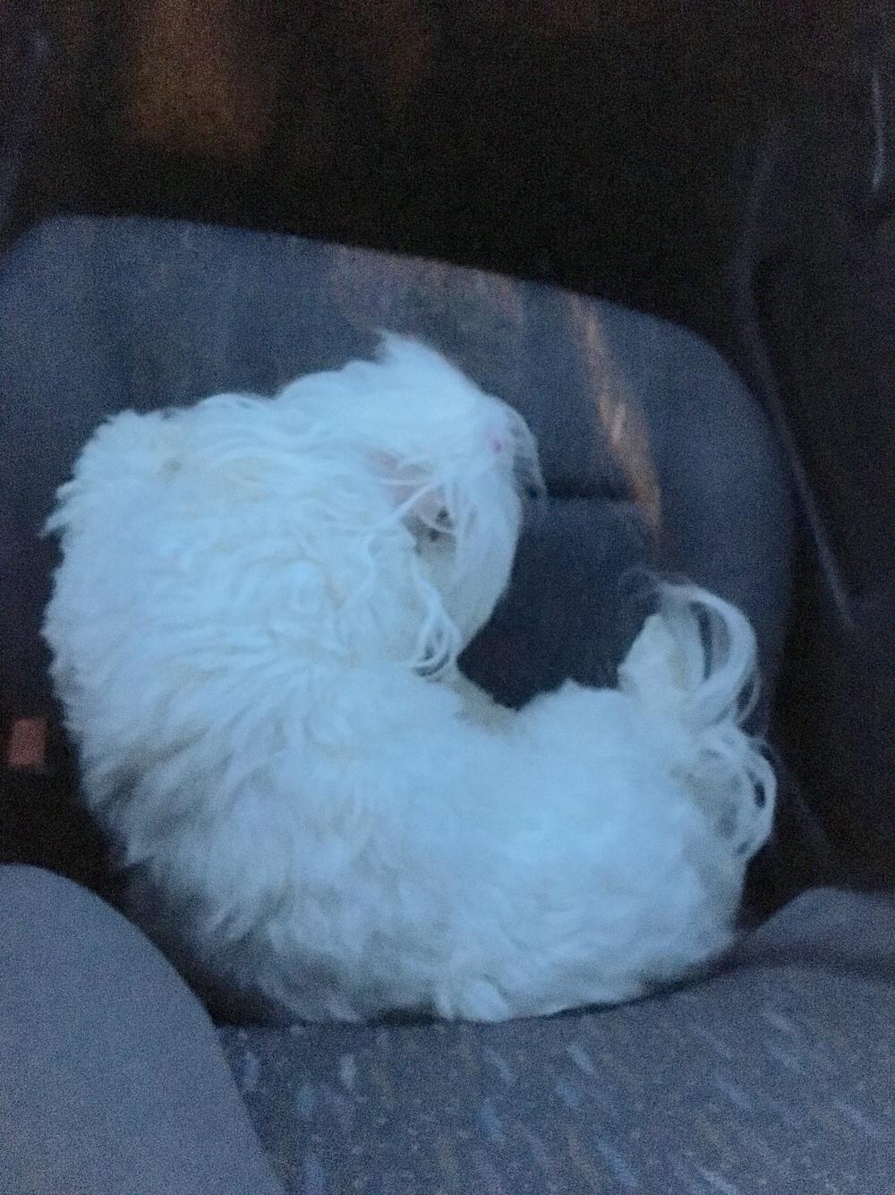Coton de tulear Molly billede 5