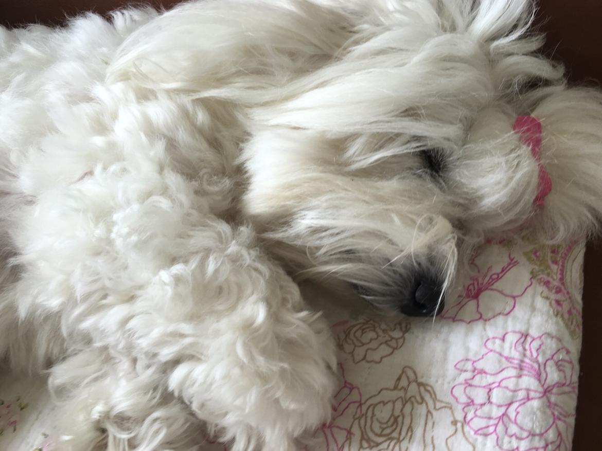 Coton de tulear Molly billede 4