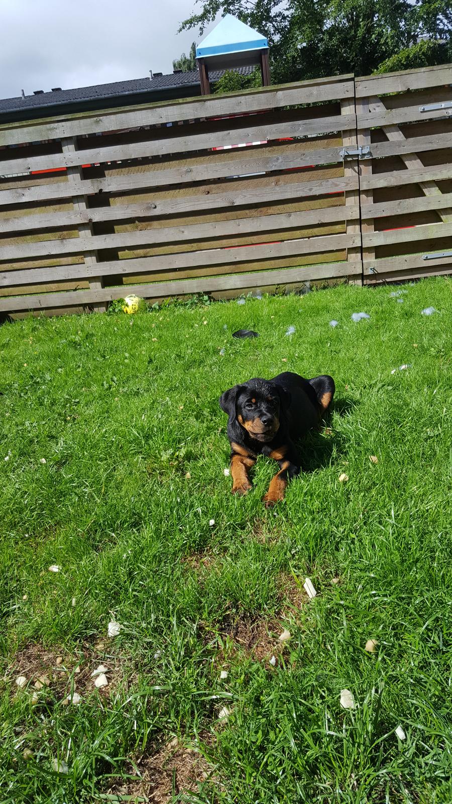 Rottweiler Kayla billede 21