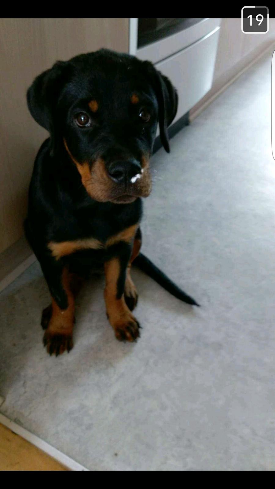 Rottweiler Kayla billede 11