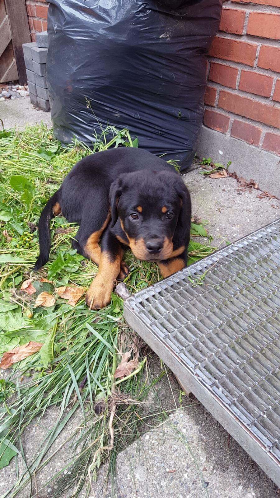 Rottweiler Kayla billede 12