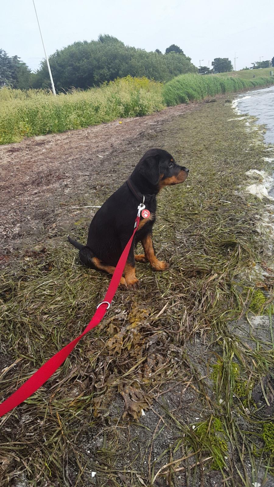 Rottweiler Kayla billede 15