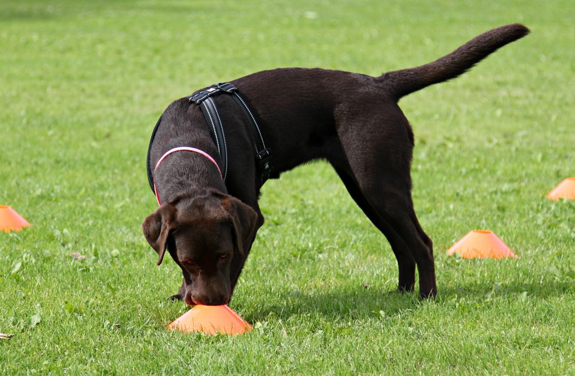 Labrador retriever Fella AKA Floppen billede 11