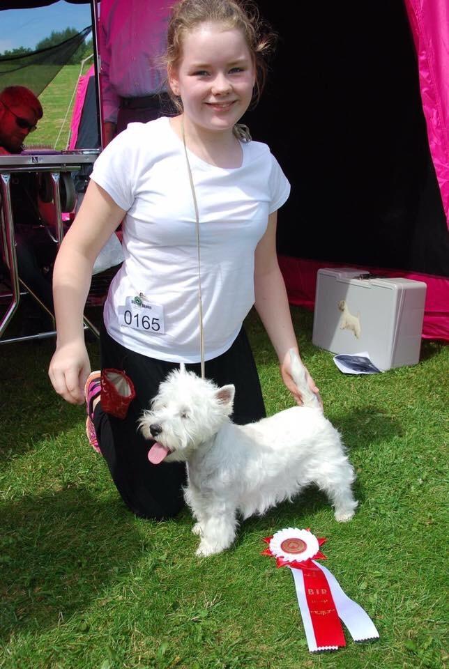 West highland white terrier la gry,s liv billede 2