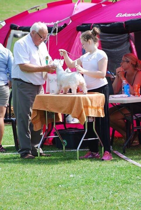 West highland white terrier la gry,s liv billede 3