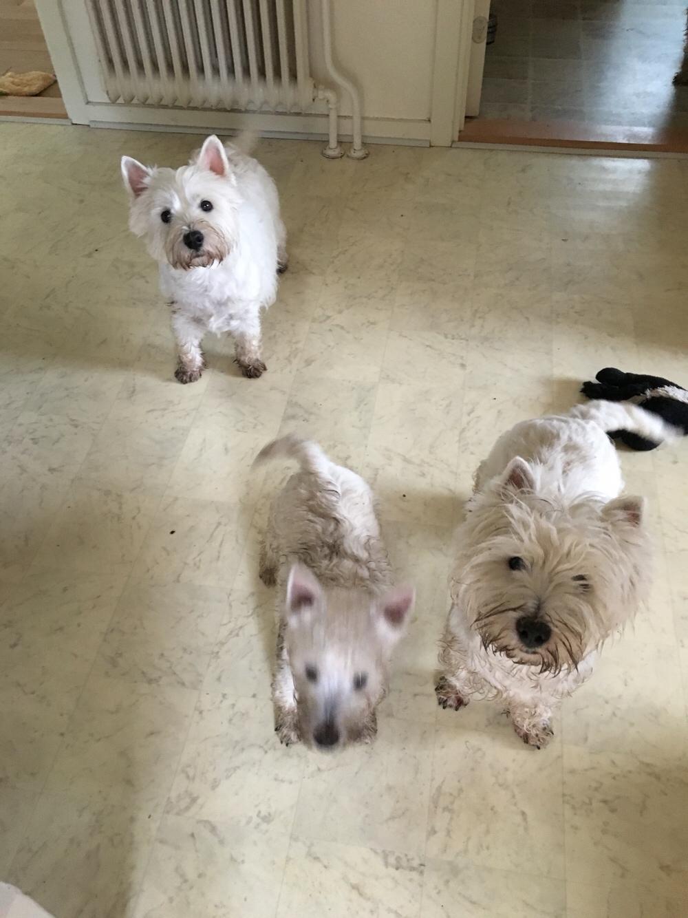 West highland white terrier la gry,s liv billede 4