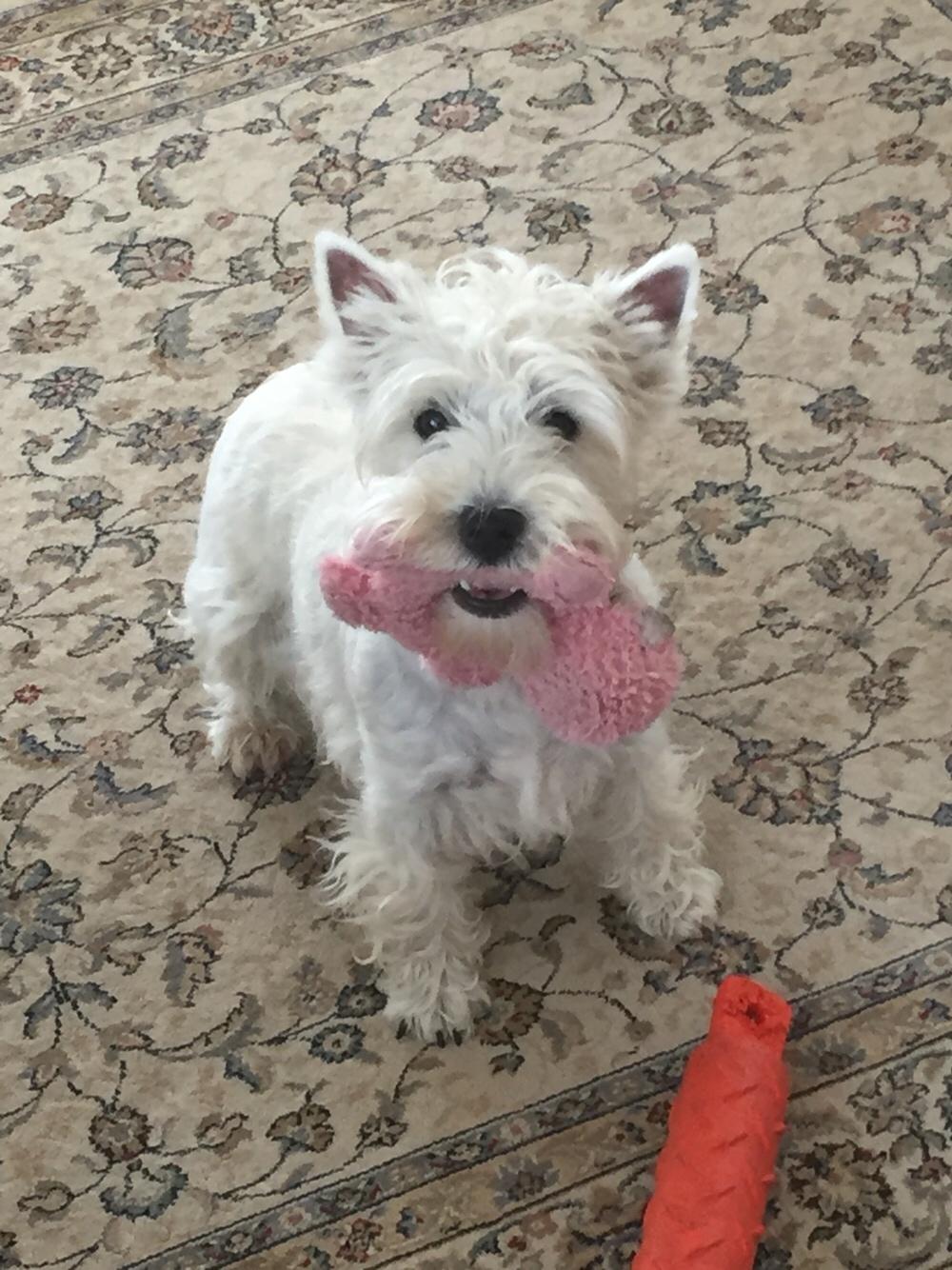 West highland white terrier la gry,s liv billede 5