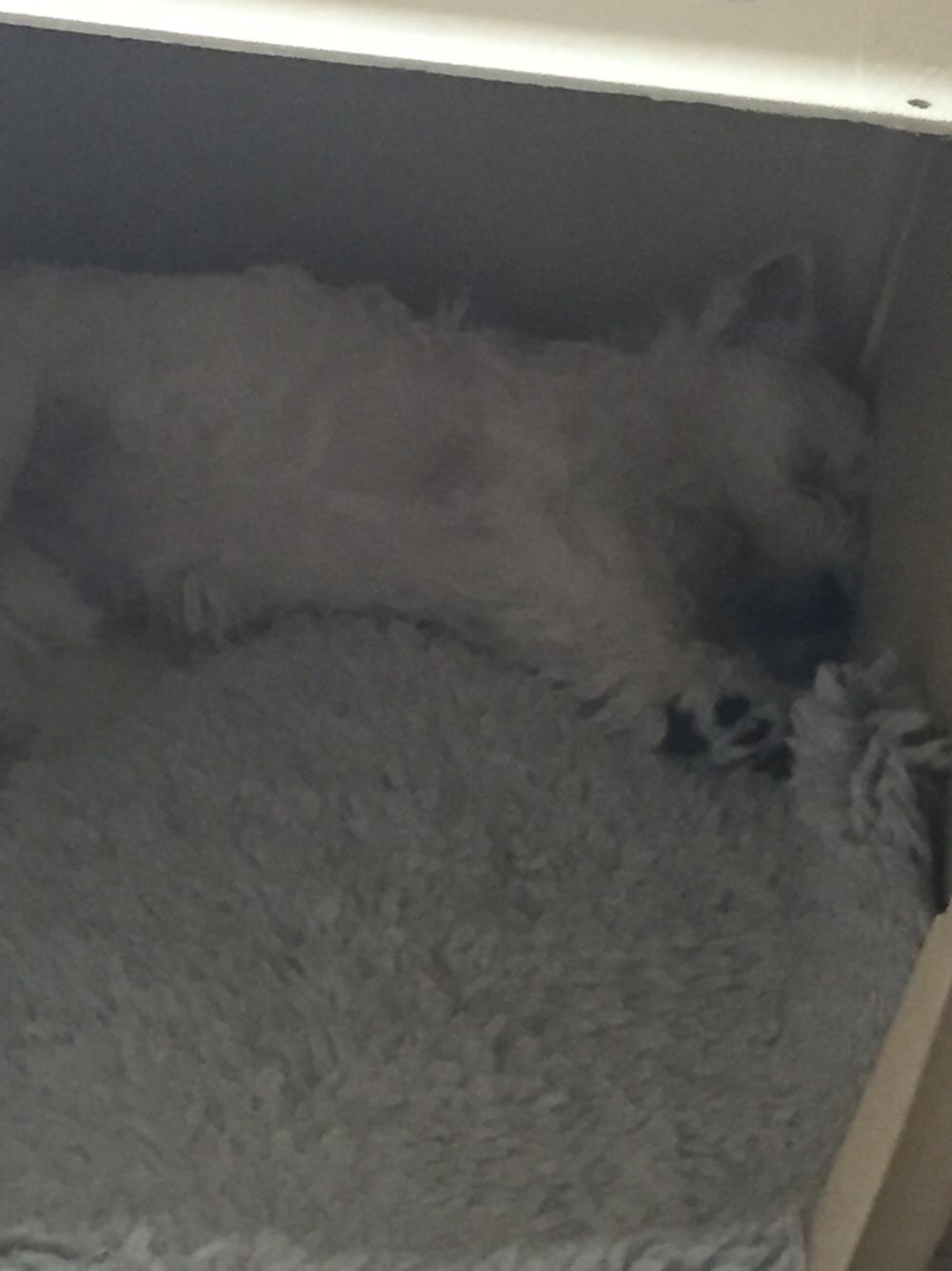 West highland white terrier la gry,s liv billede 6