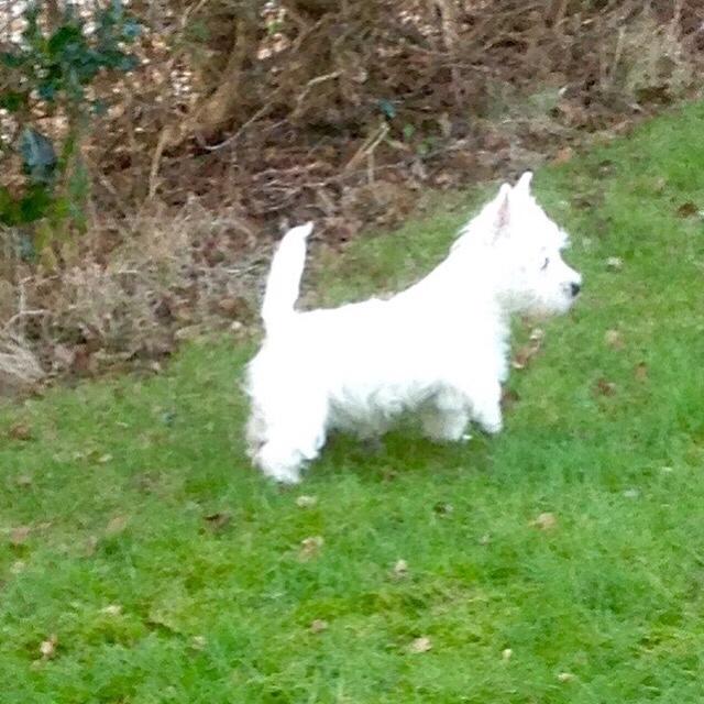 West highland white terrier la gry,s liv billede 7