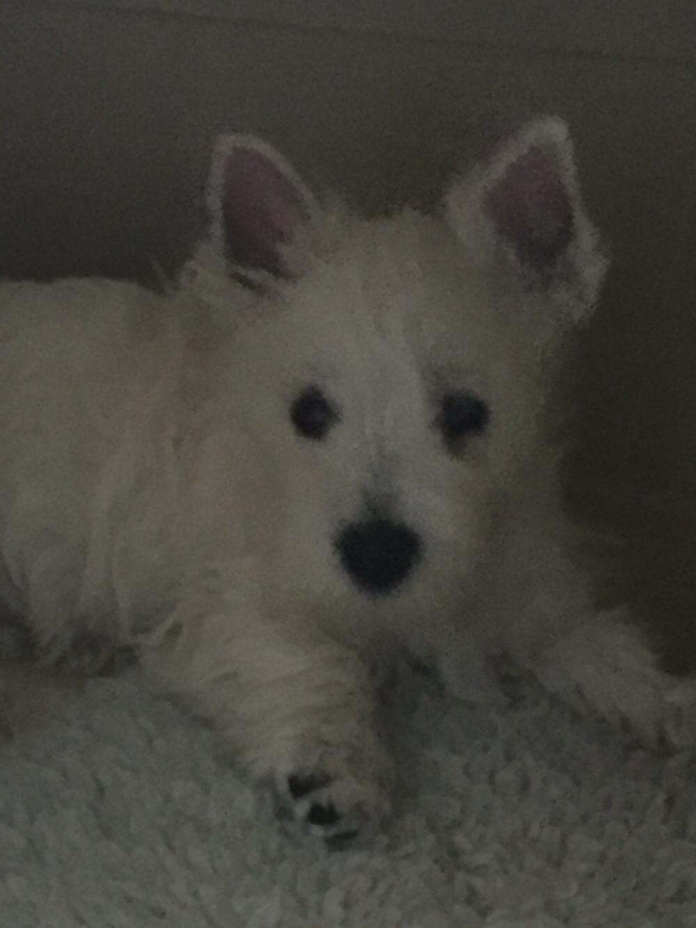 West highland white terrier la gry,s liv billede 8
