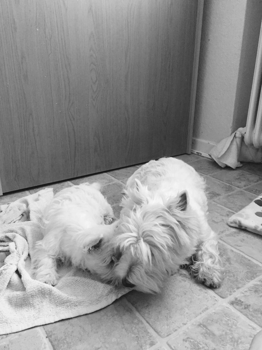 West highland white terrier la gry,s liv billede 9