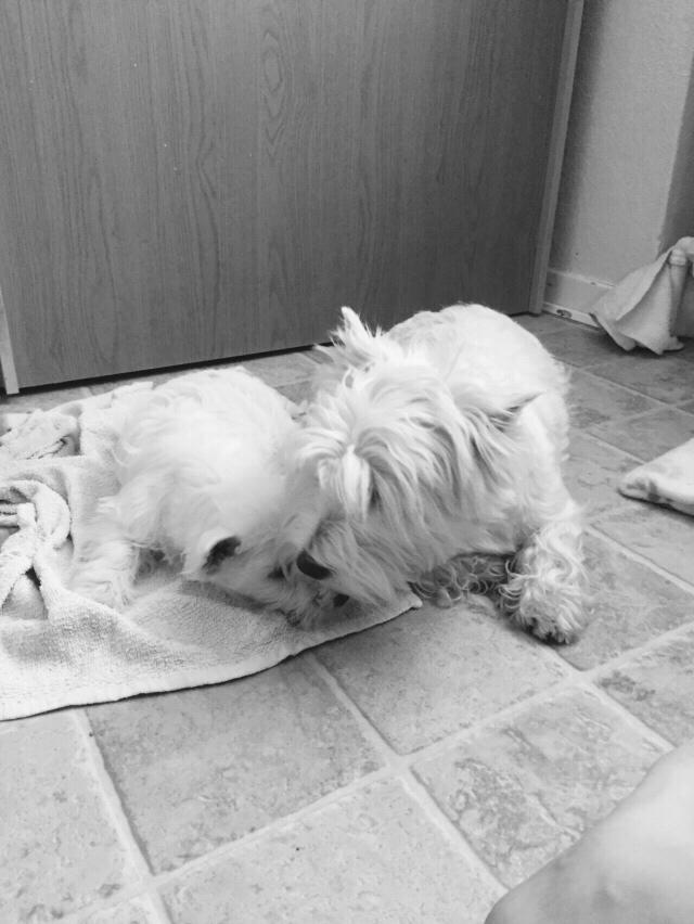 West highland white terrier la gry,s zoe billede 2