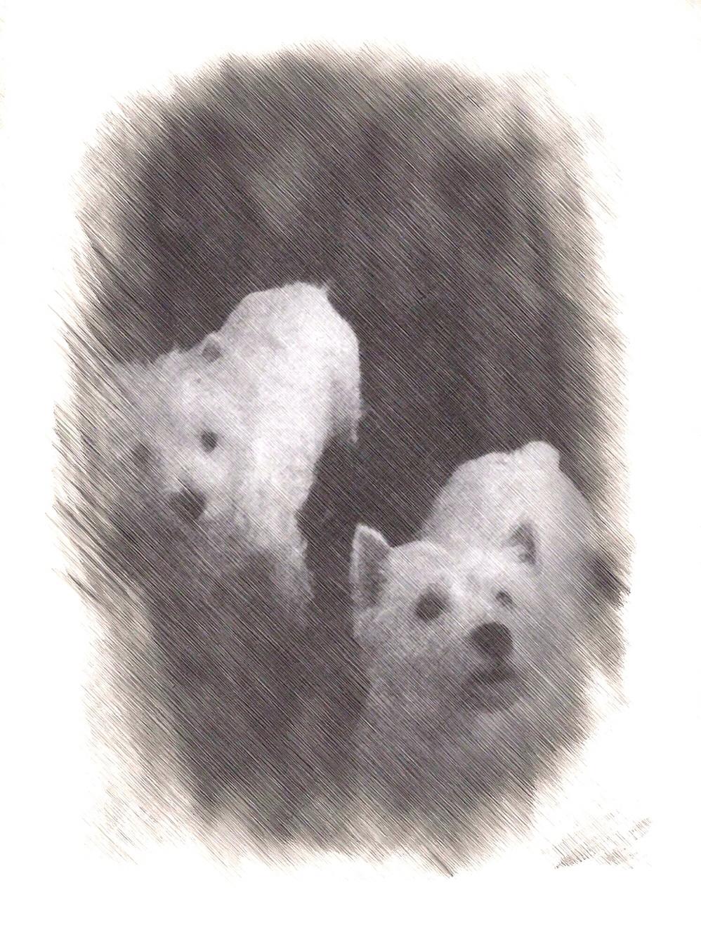 West highland white terrier la gry,s zoe billede 4