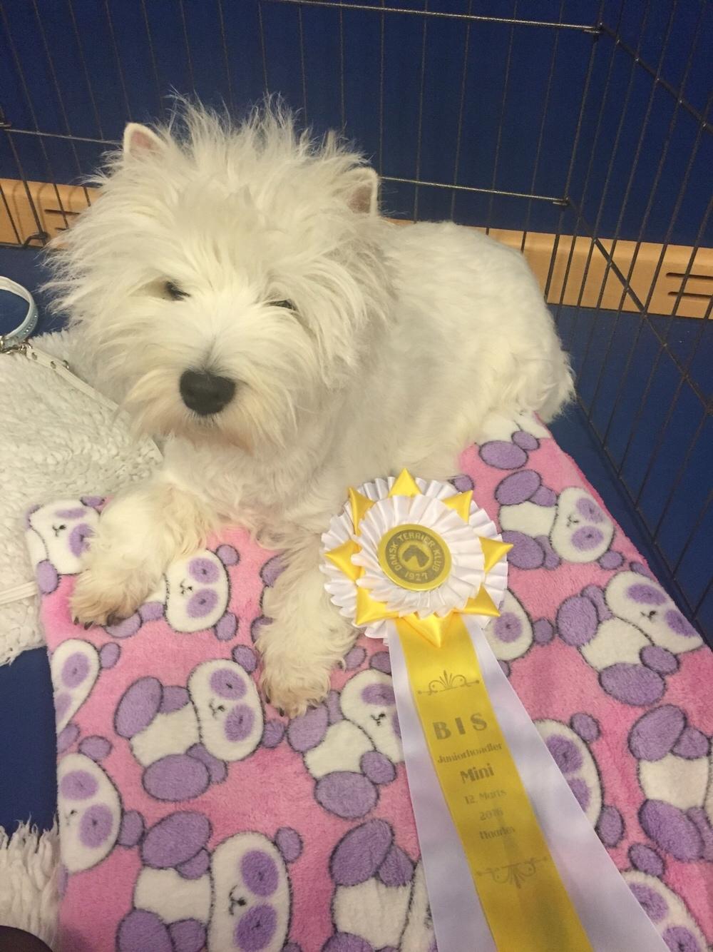 West highland white terrier la gry,s zoe billede 6