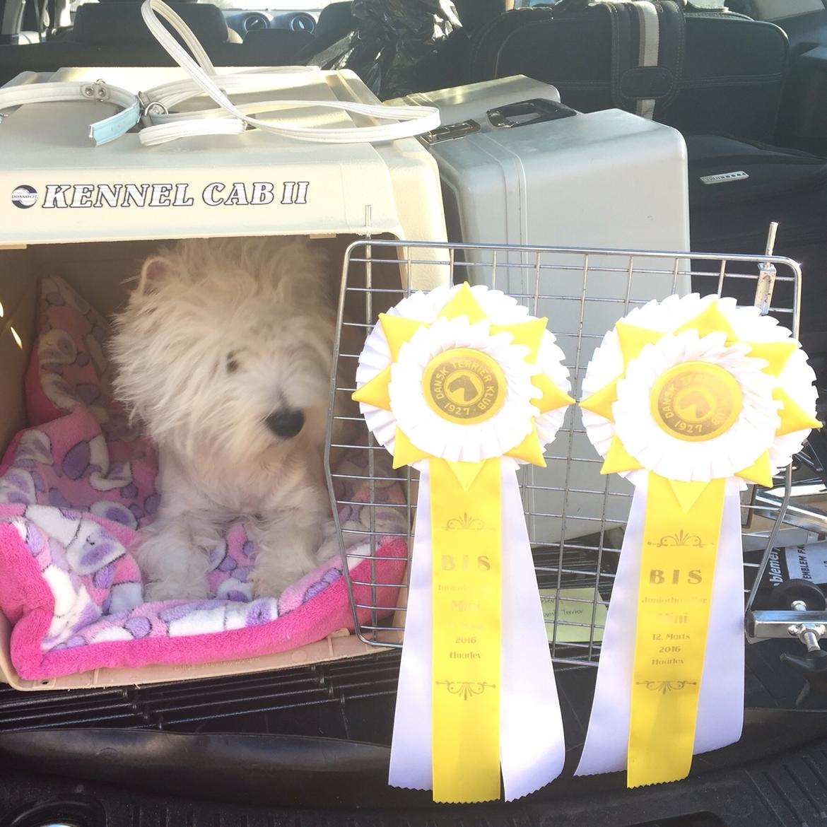 West highland white terrier la gry,s zoe billede 7