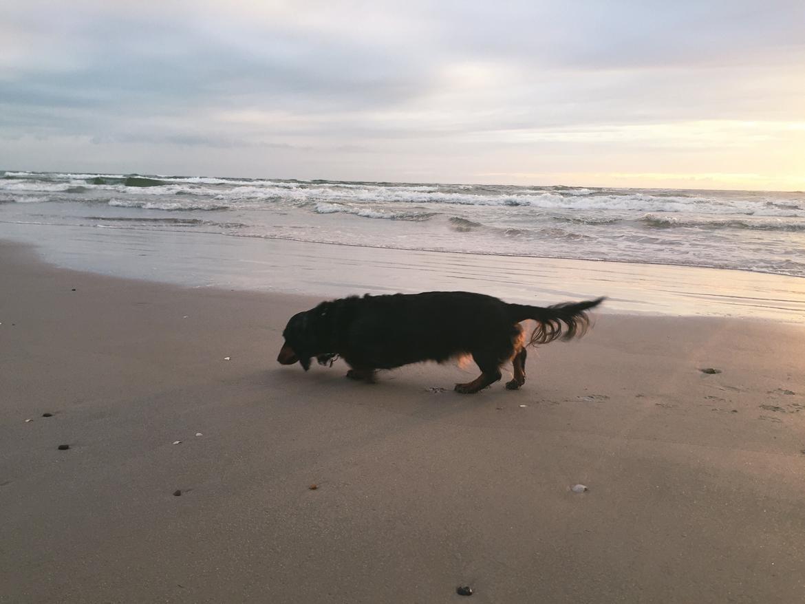 Dværggravhund Sveske - 2 juli 2016 - Vesterhavet - Løkken  billede 13