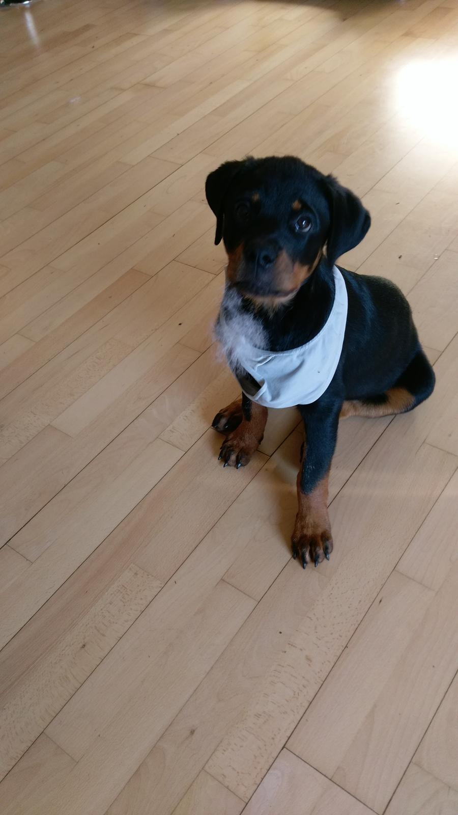 Rottweiler Kayla billede 17