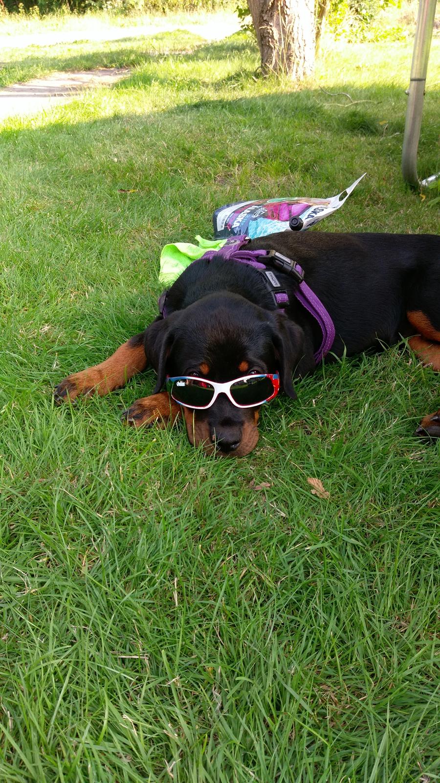 Rottweiler Kayla billede 24