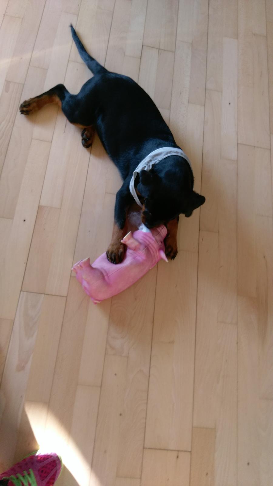 Rottweiler Kayla billede 16