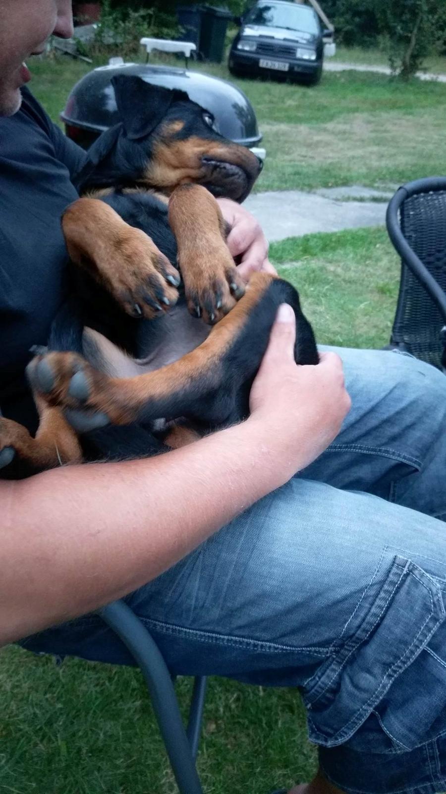 Rottweiler Kayla billede 27