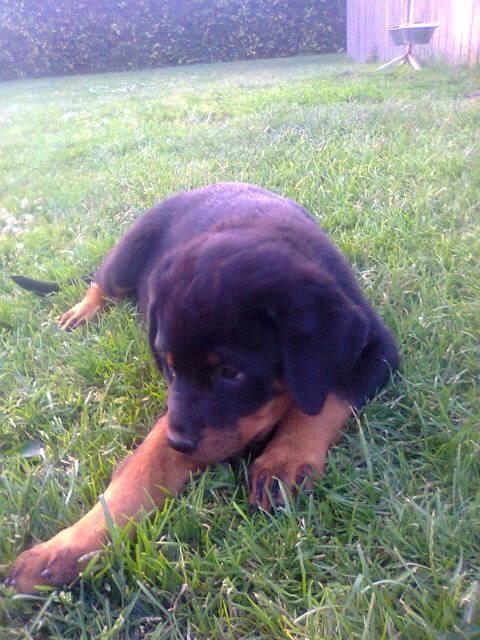 Rottweiler Kayla billede 28