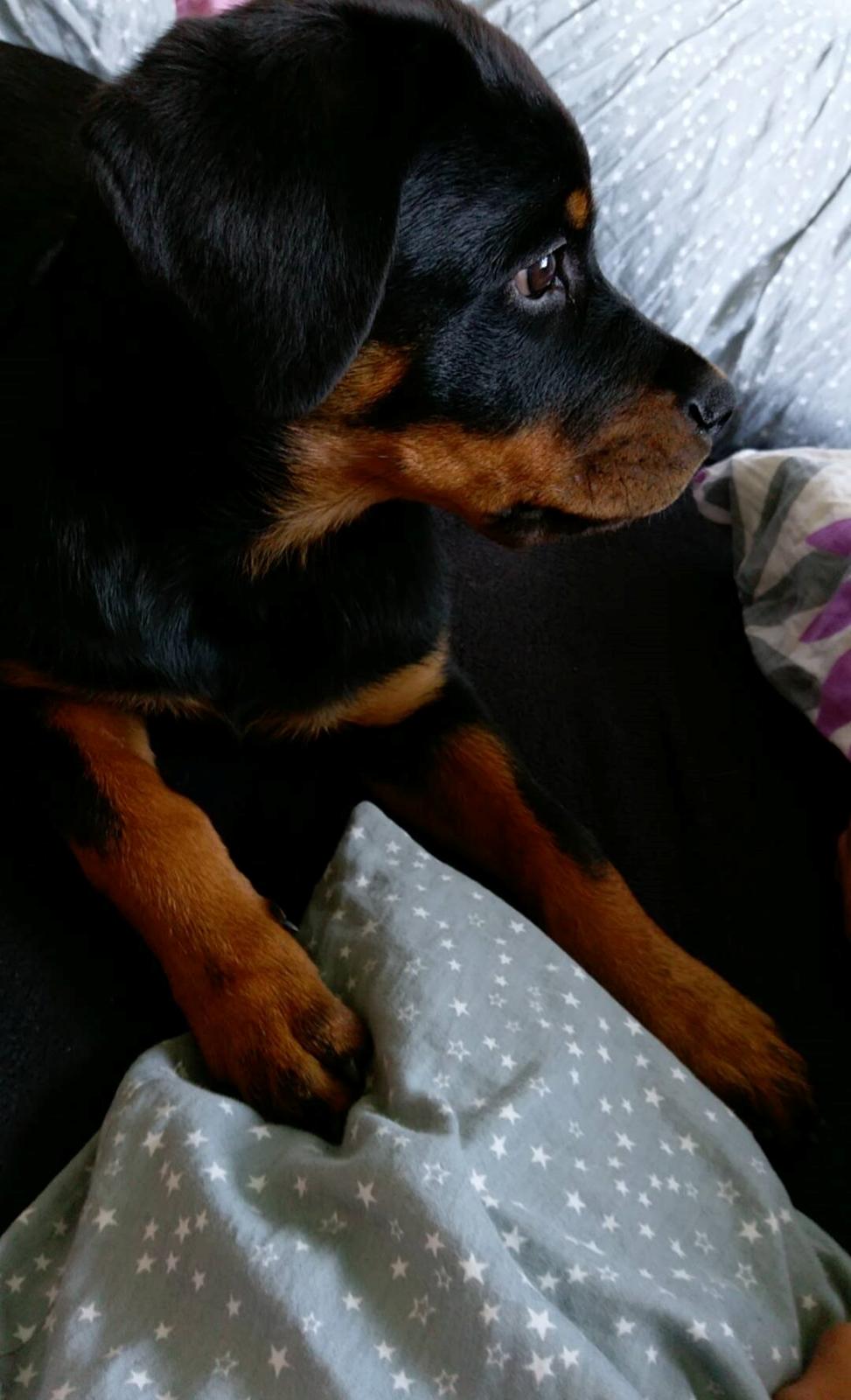 Rottweiler Kayla billede 29