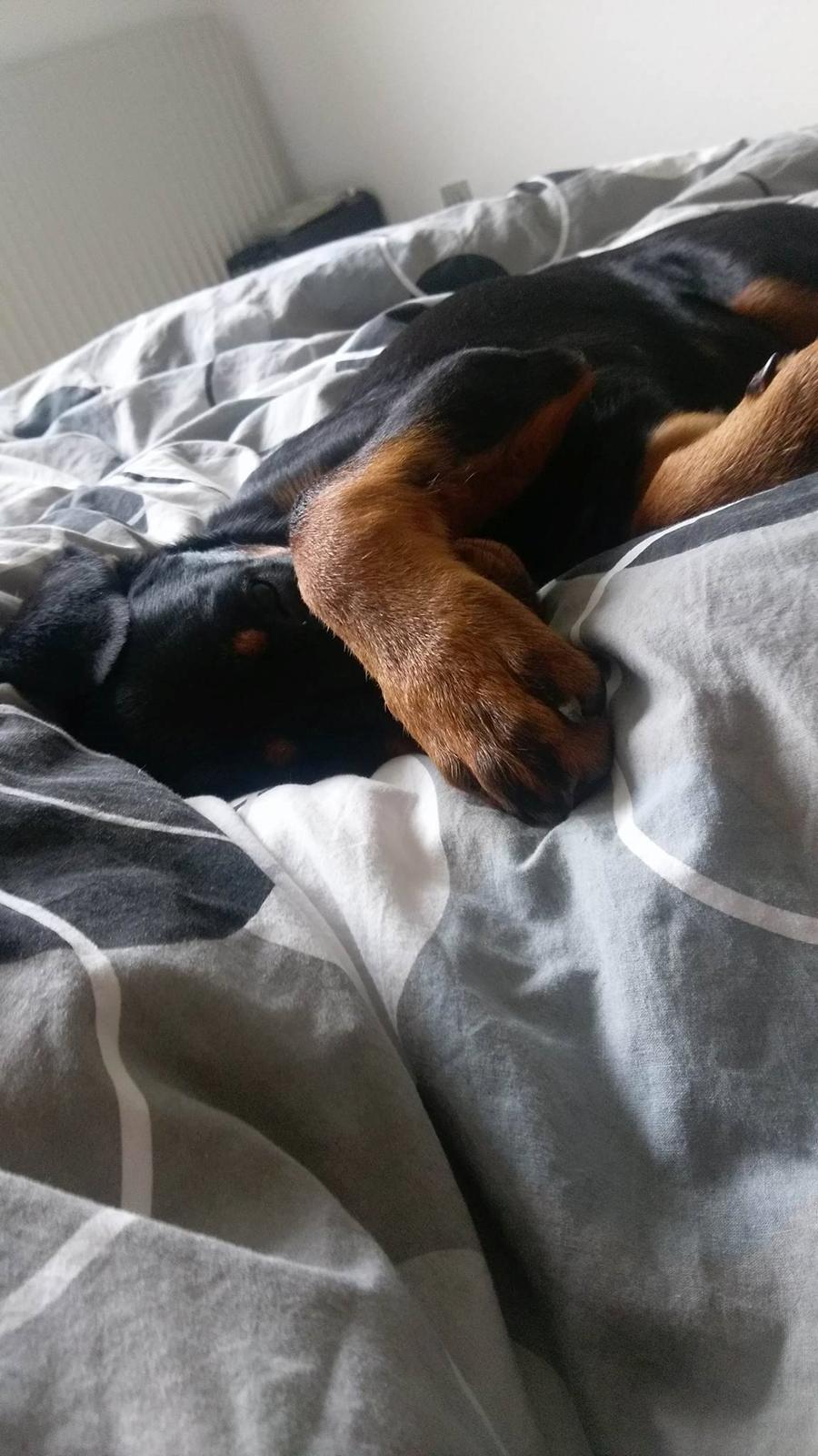 Rottweiler Kayla billede 30