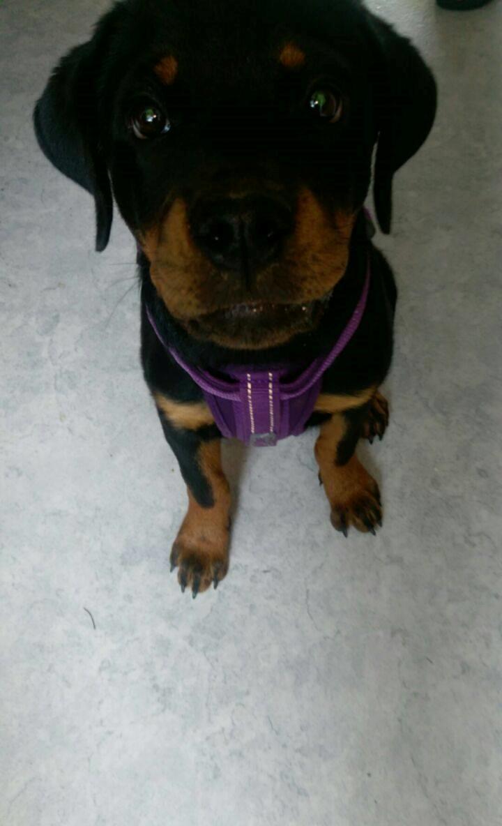 Rottweiler Kayla billede 25