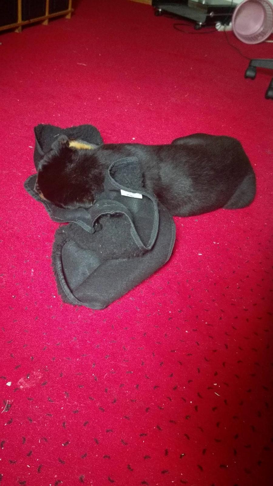 Rottweiler Kayla billede 34