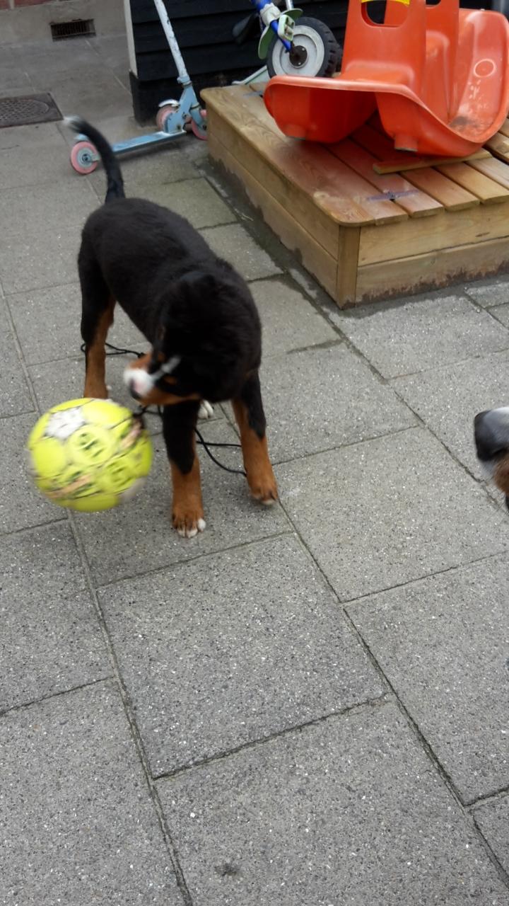 Berner sennenhund Dumle - Jeg elsker og spille fodbold billede 14