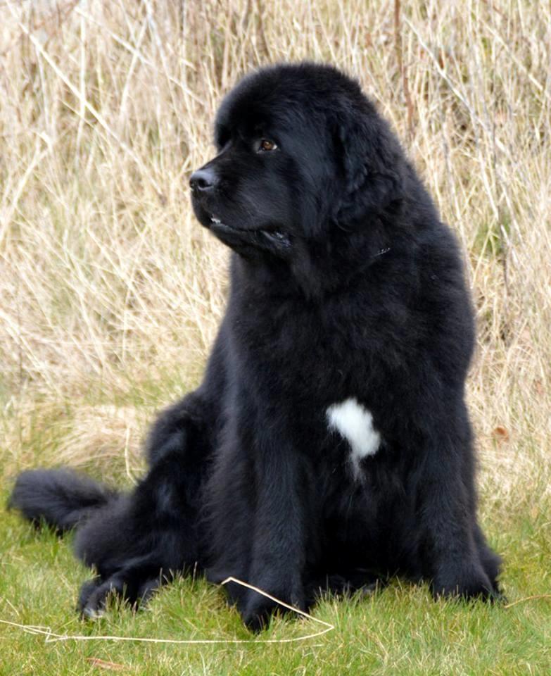 Newfoundlænder Moonshine Lovers Blue Thursday billede 21