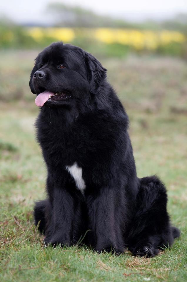 Newfoundlænder Moonshine Lovers Blue Thursday billede 1