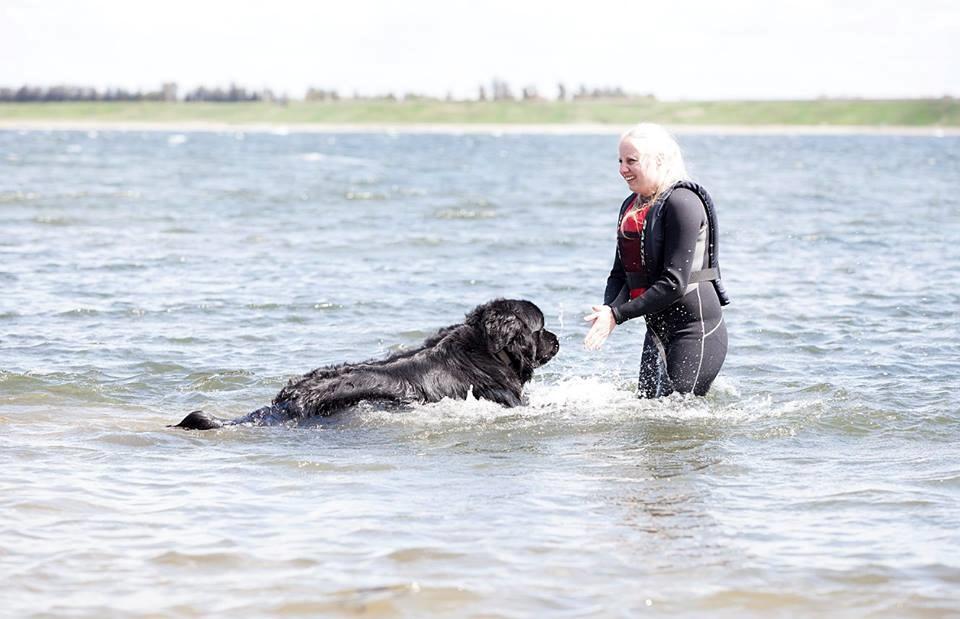 Newfoundlænder Moonshine Lovers Blue Thursday - Åh, så kommer jeg, nu hvor du mener at jeg skal! billede 26