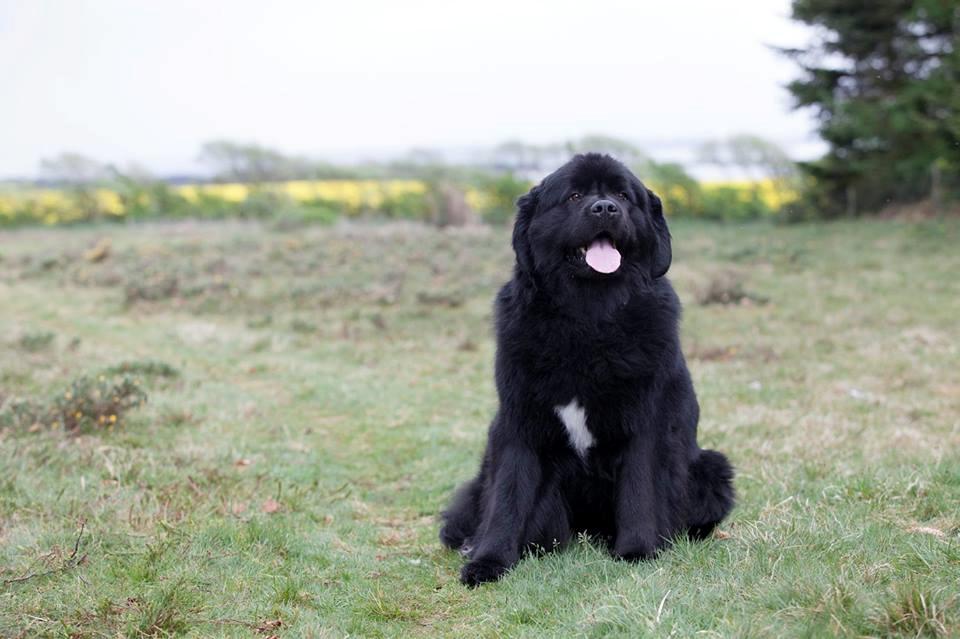 Newfoundlænder Moonshine Lovers Blue Thursday billede 22