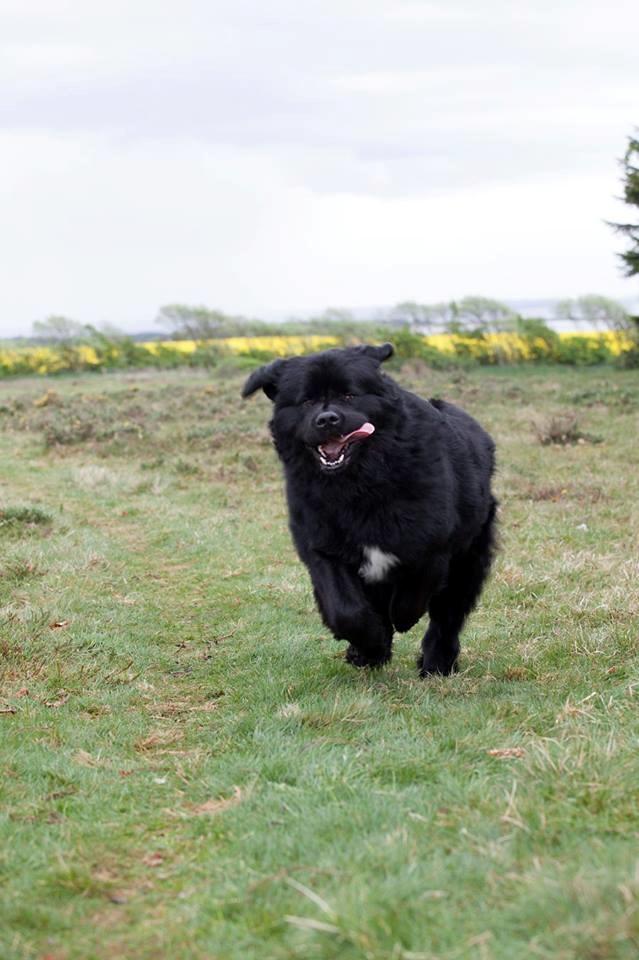 Newfoundlænder Moonshine Lovers Blue Thursday - Bianca i hopla. billede 27