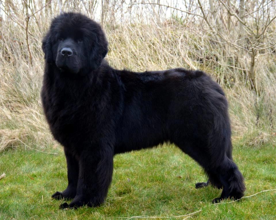 Newfoundlænder StarQuality's AnnaMarie's Karla billede 28