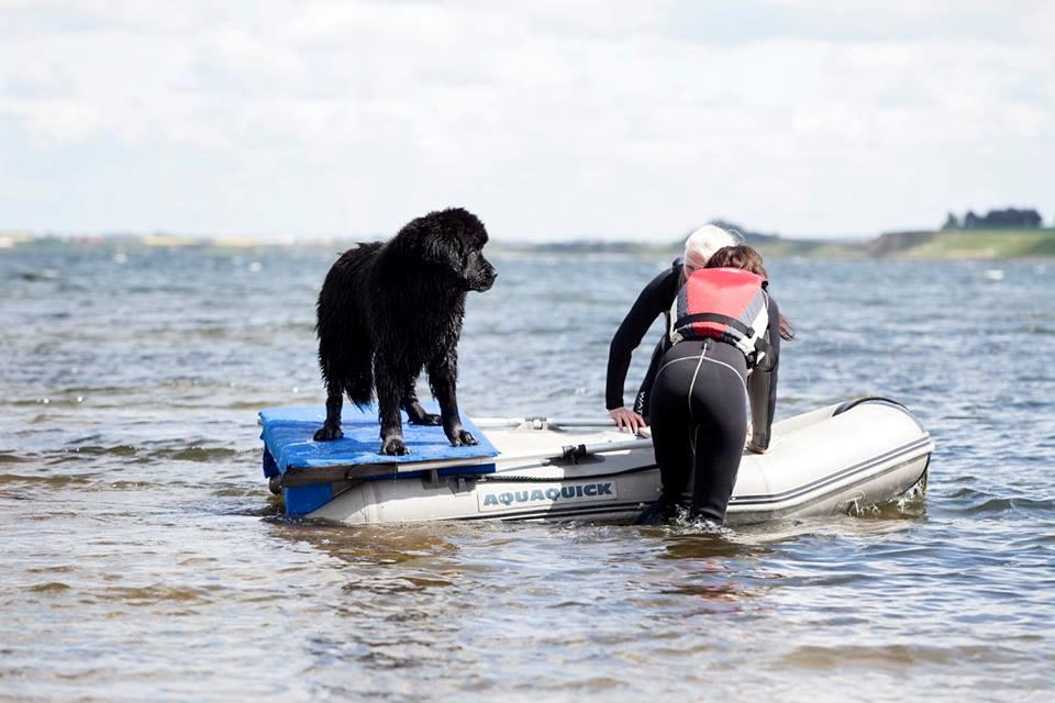 Newfoundlænder StarQuality's AnnaMarie's Karla billede 30