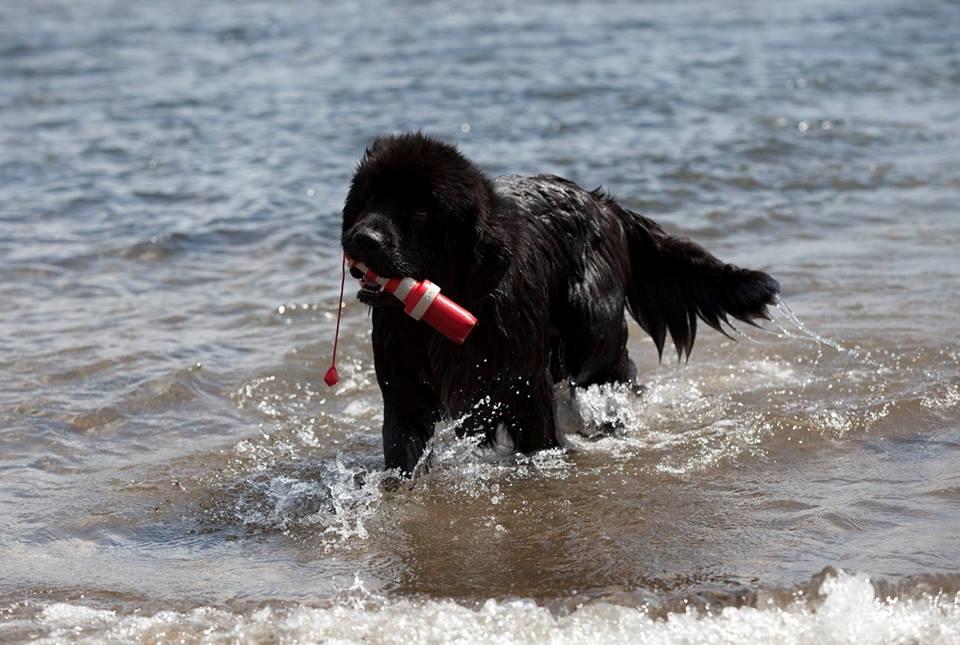 Newfoundlænder StarQuality's AnnaMarie's Karla billede 32