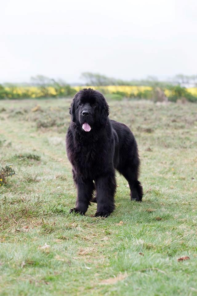 Newfoundlænder StarQuality's AnnaMarie's Karla billede 33