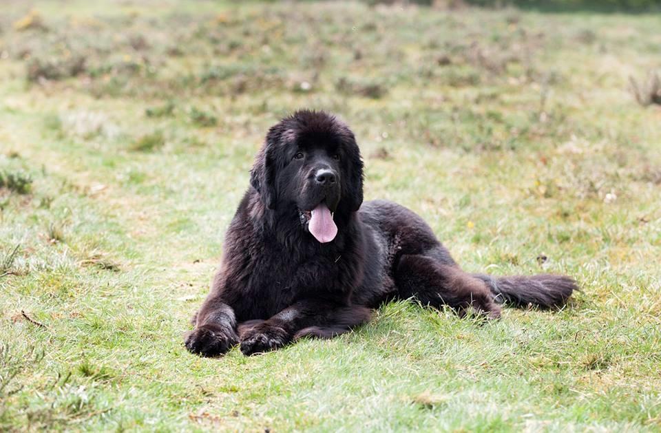 Newfoundlænder StarQuality's AnnaMarie's Karla billede 35