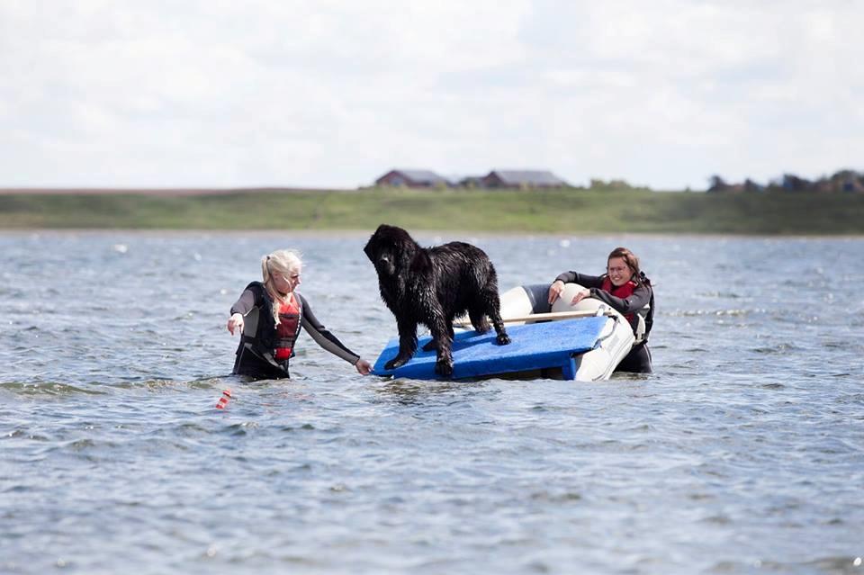 Newfoundlænder StarQuality's AnnaMarie's Karla billede 36