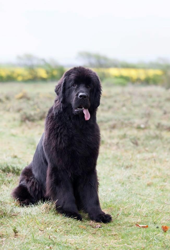 Newfoundlænder StarQuality's AnnaMarie's Karla billede 38