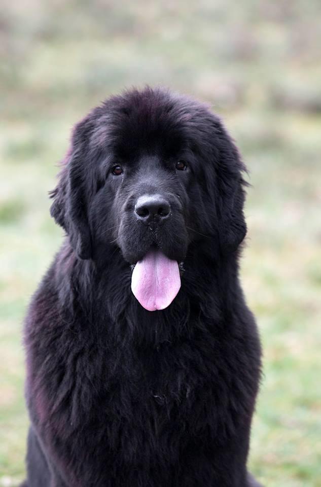 Newfoundlænder StarQuality's AnnaMarie's Karla billede 41