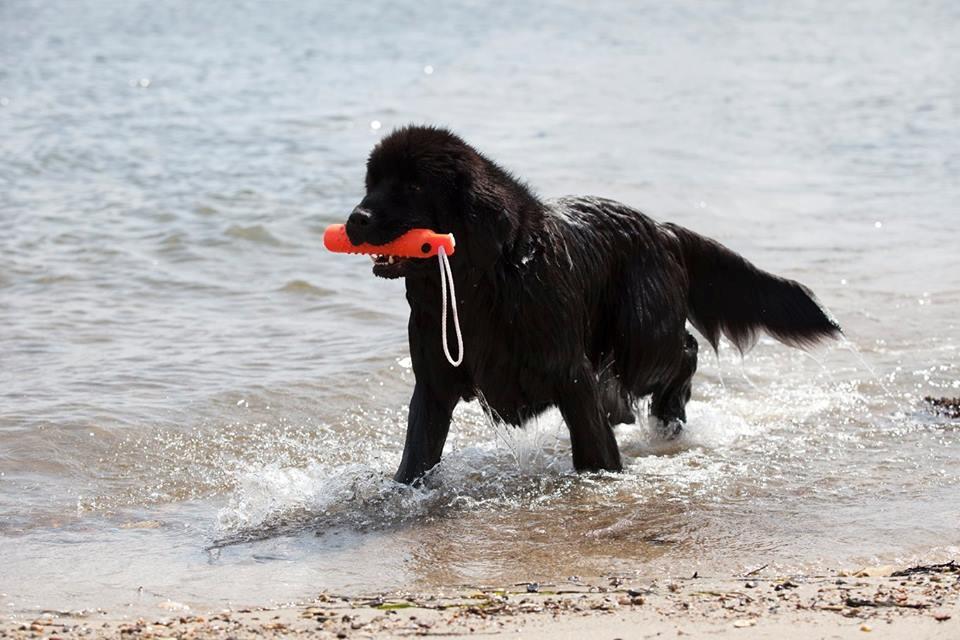 Newfoundlænder StarQuality's AnnaMarie's Karla billede 42